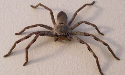 Huntsman Spider Pest Control