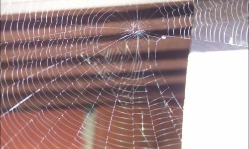 A spiderweb