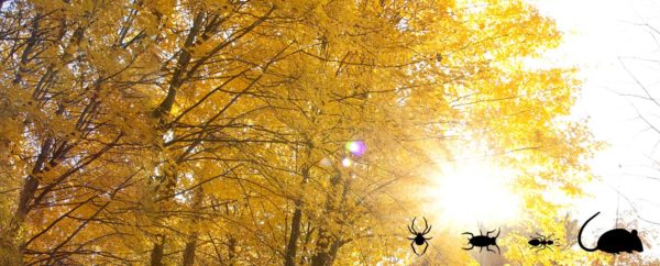 Landing Page Autumn Pests Blog