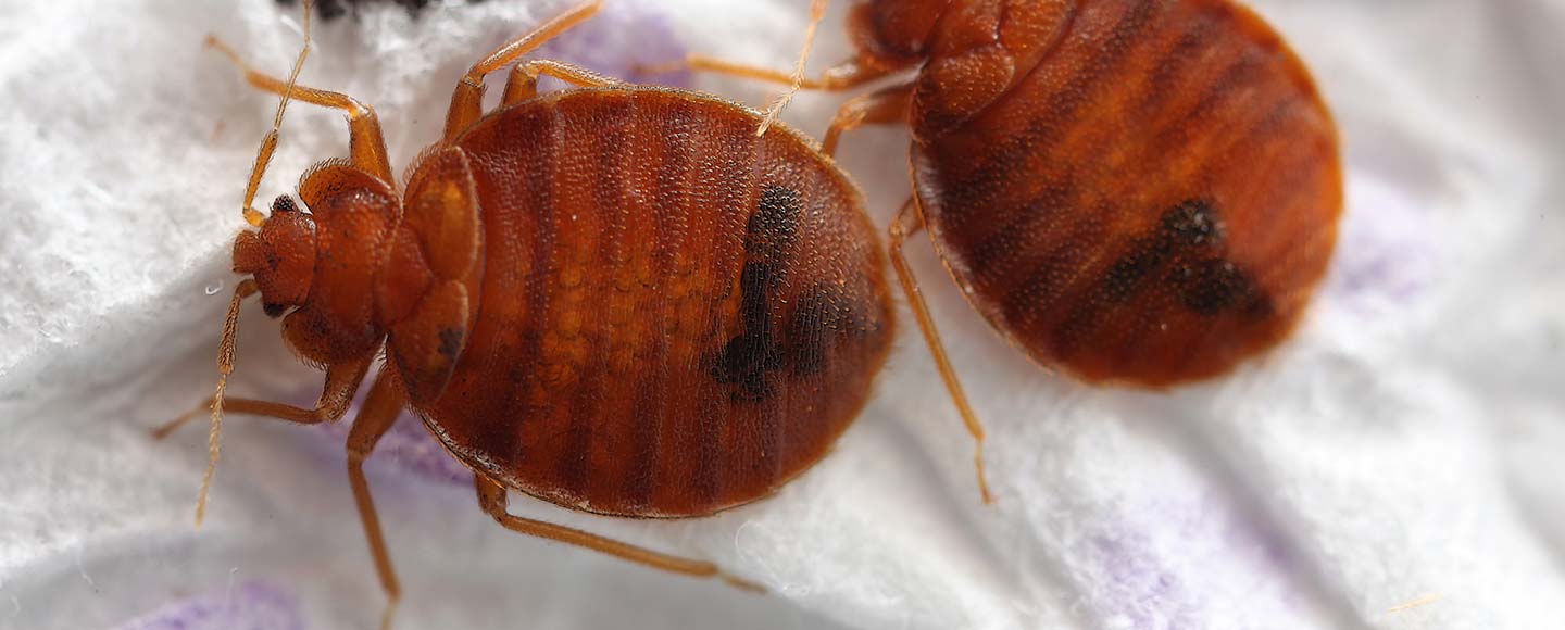 Bed Bug Control Solutions Flick Pest Control