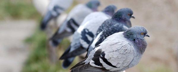 Birds