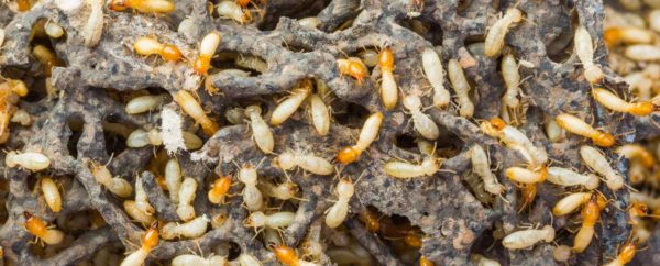 White Termite Infest