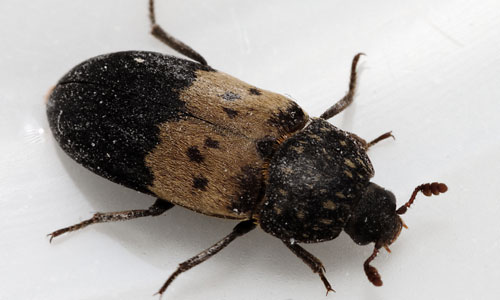 Larder Beetle Pest Control