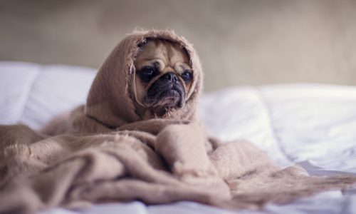 Dog in blanket