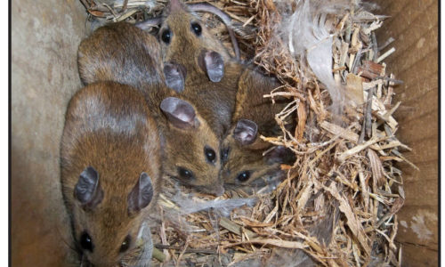 Mice Nest