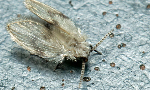 Moth Fly Pest Control
