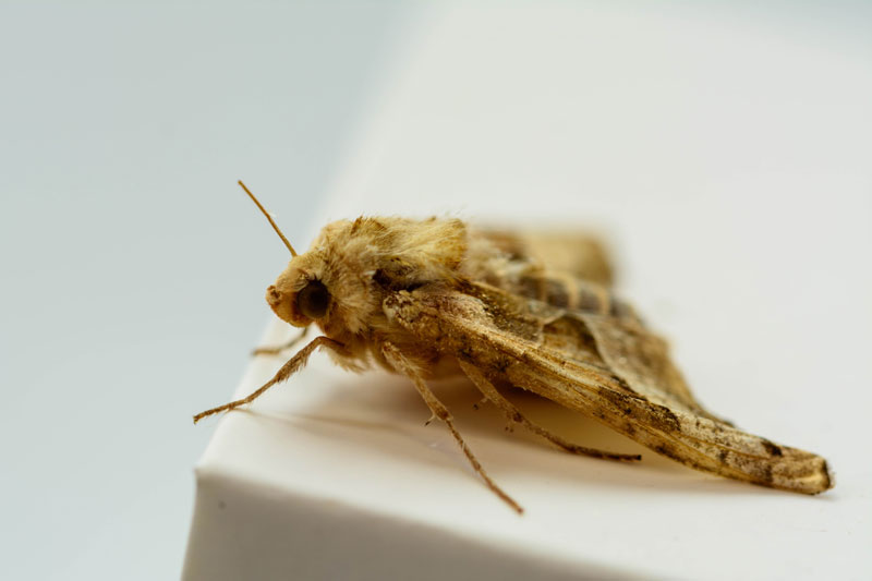 Moth Pest Control