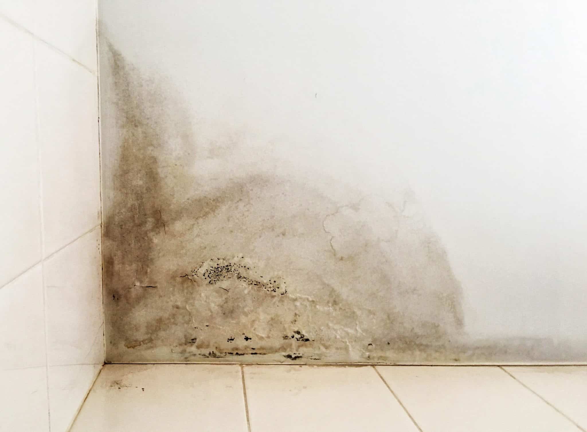 Mould can affect your health