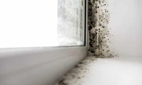 Mould removal