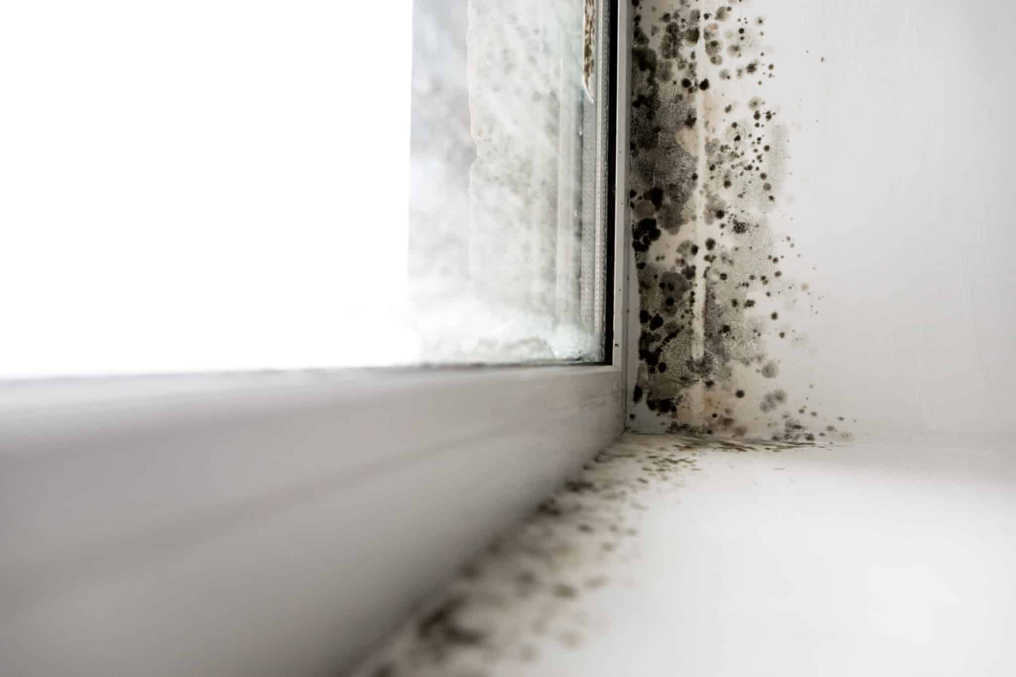 Mould removal