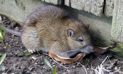 Norway Rat Pest Control