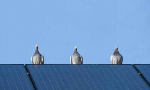 pigeons sitting on solar panels