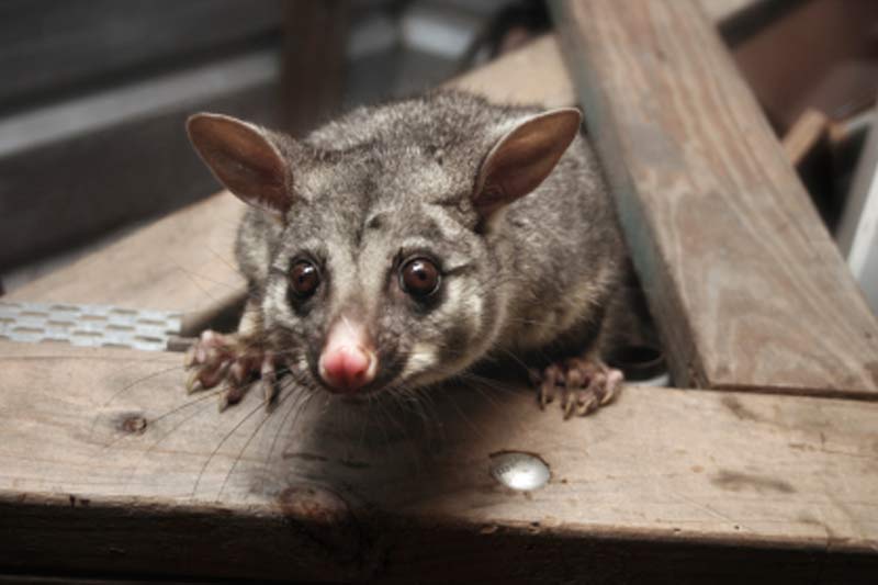 Possum 1