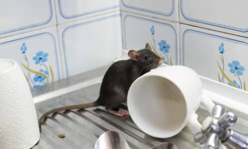 rodent on a drying rack of a kitchen sink