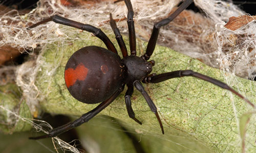 Red Back Spider Pest Control