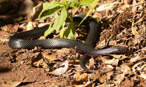 Red Bellied Black Snake