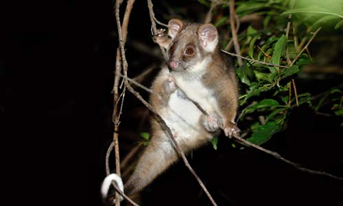 Ringtail Possum