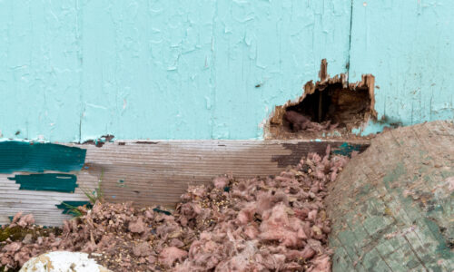a hole in the wall of a home which is an early sign of rodent infestations
