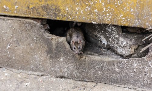 Keep Rodents Out