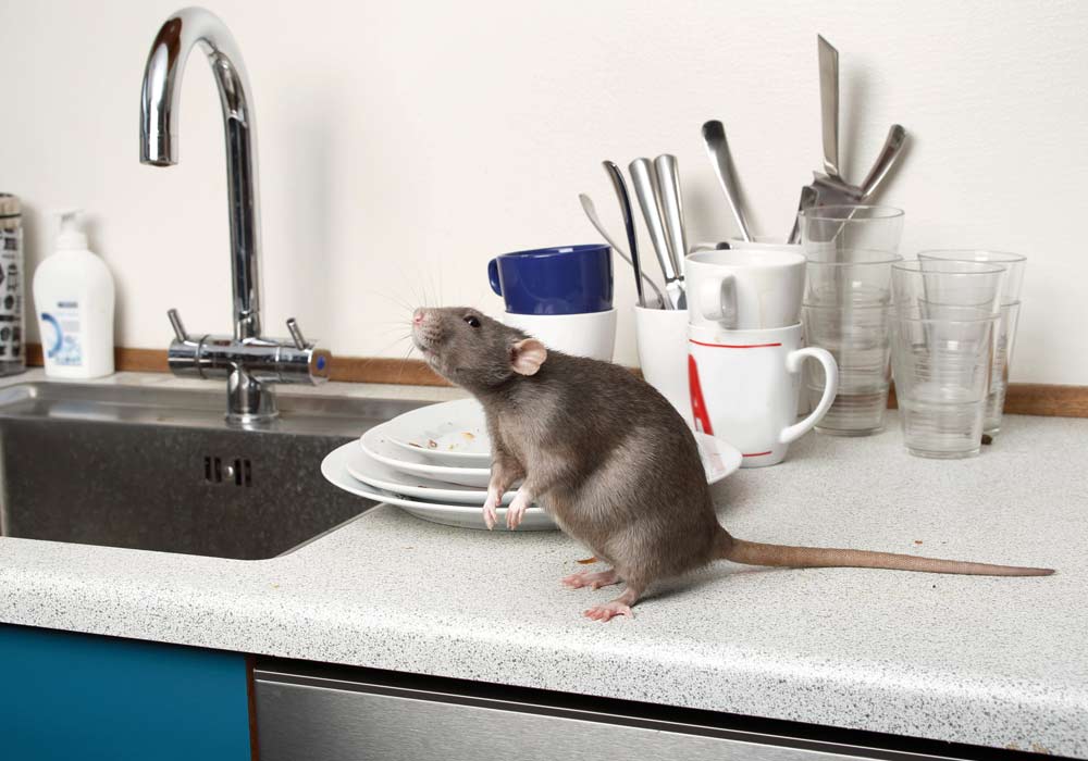 Rodent Pest on Kitchen Counter