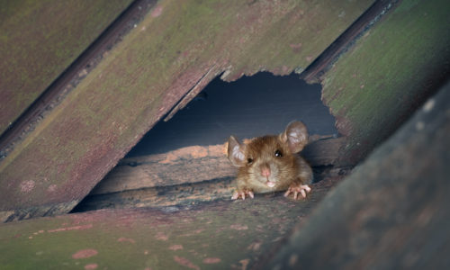 Mouse Hole