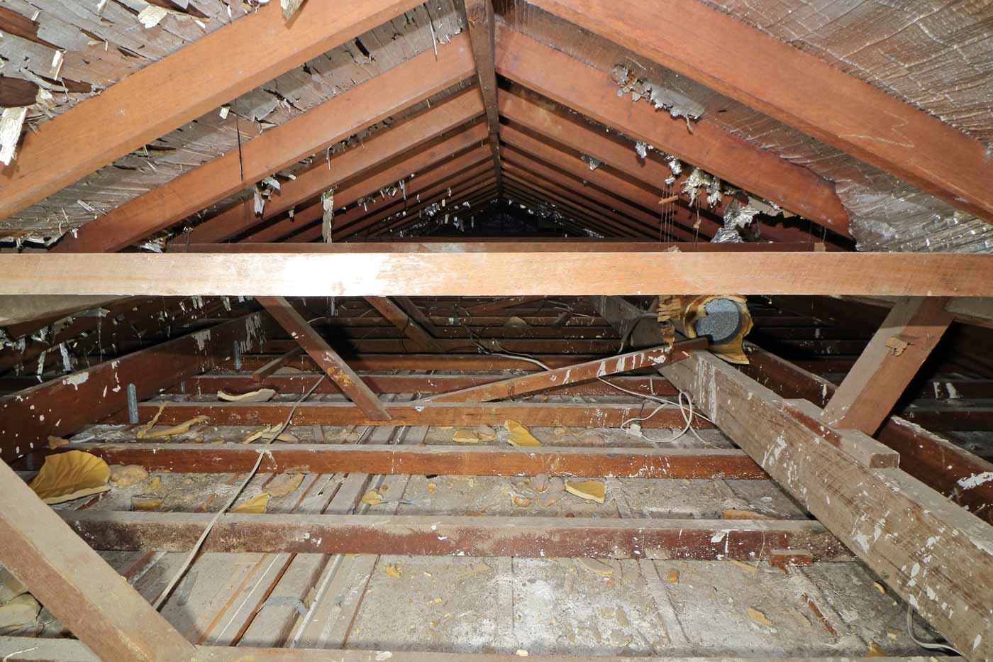 Noises in Your Attic or Loft? A Sign of Pests