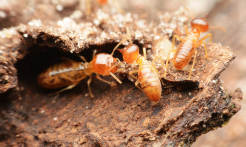 La Niña is Whipping Up a Storm of Termites