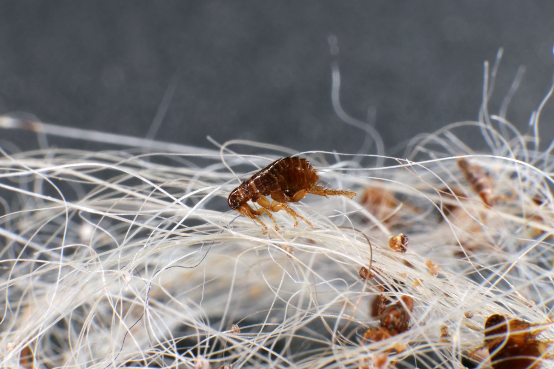 Flea Pest Control for Real Estate