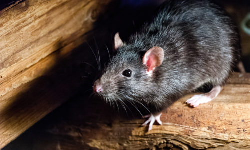 Rats in Australia in the Winter