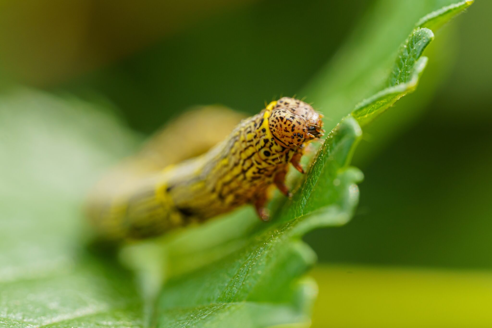 Armyworms Pest Control