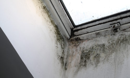 Mould Removal Service - Flick's Powerful Fogging Treatment