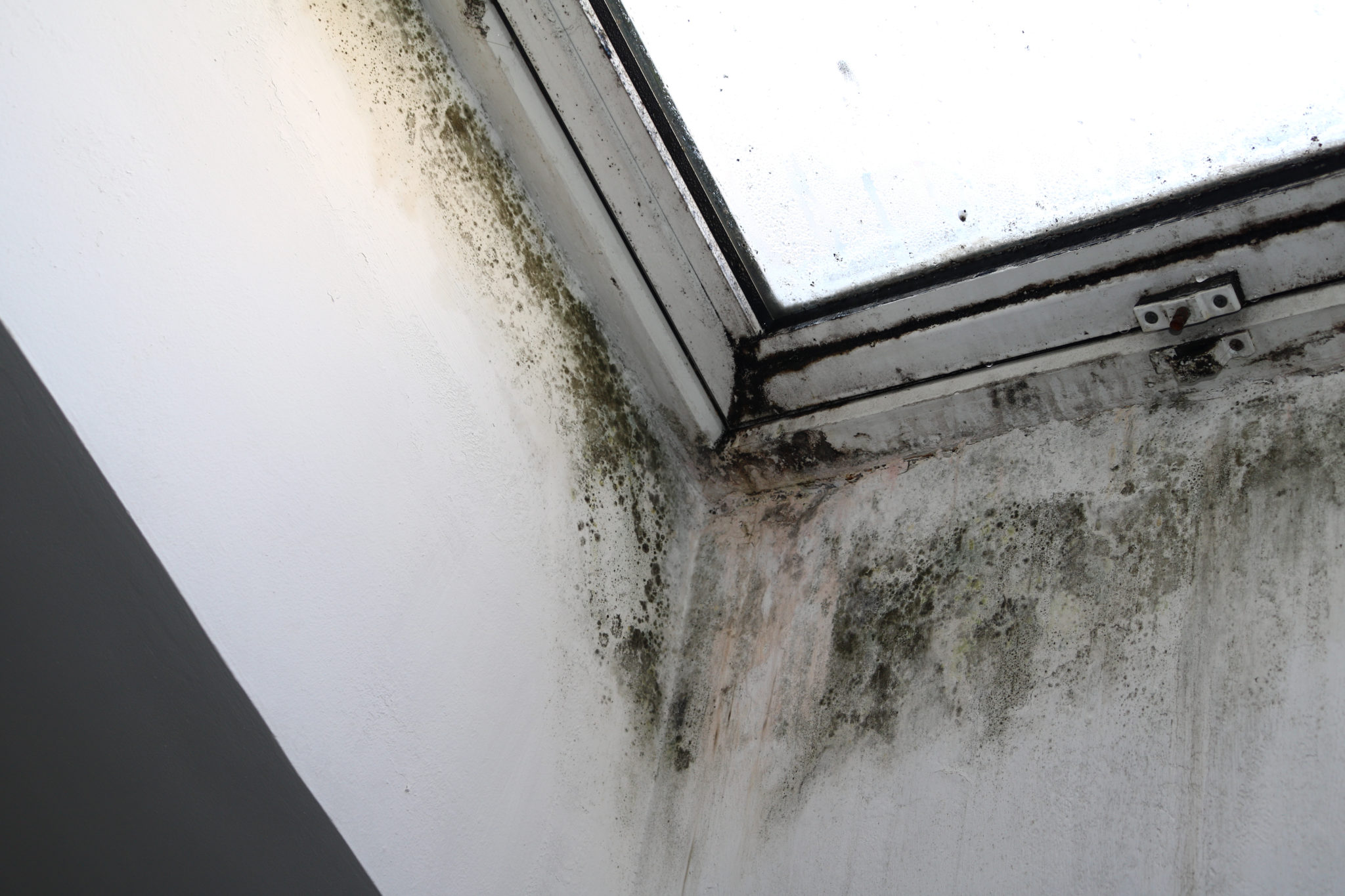 Mould Removal Service – Flick's Powerful Fogging Treatment