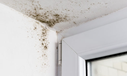 Mould Removal Service