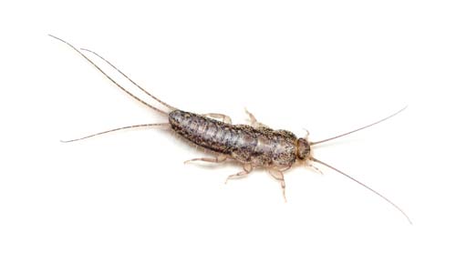 Silverfish Control