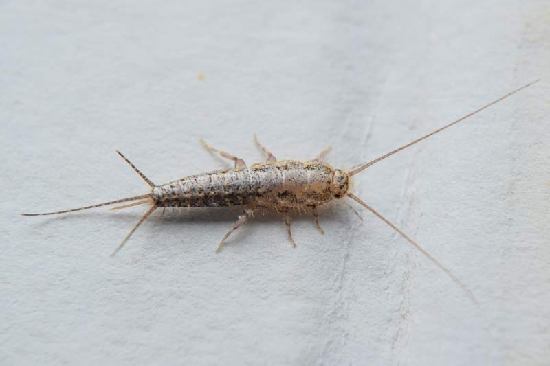 Silverfish Pest Control