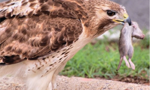 Bird eating rodesnt