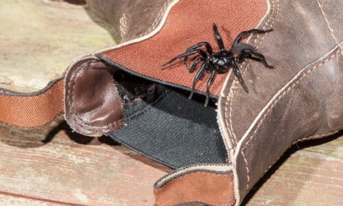 spider crawling on leather boot in Dubbo