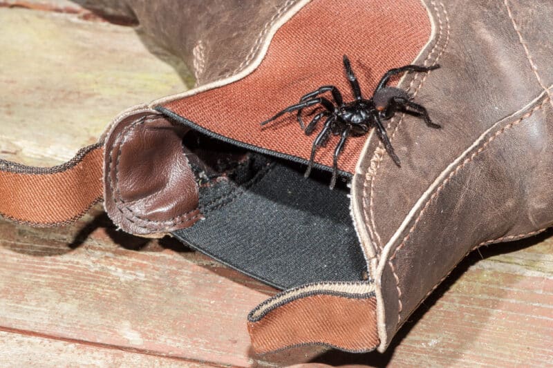 spider crawling on leather boot in Dubbo