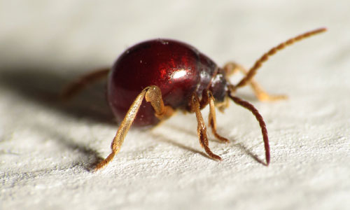 Spider Beetle Pest Control