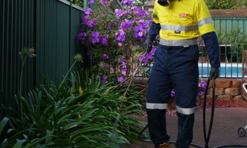 Prevent Spring Pests