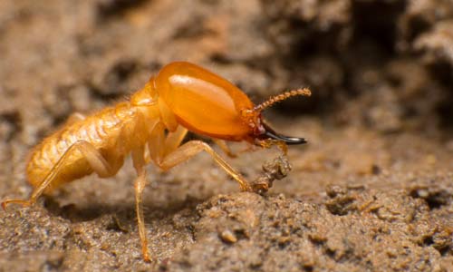 Subterranean Termite Pest Control