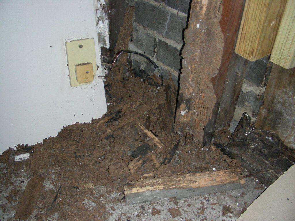 termite damage to property