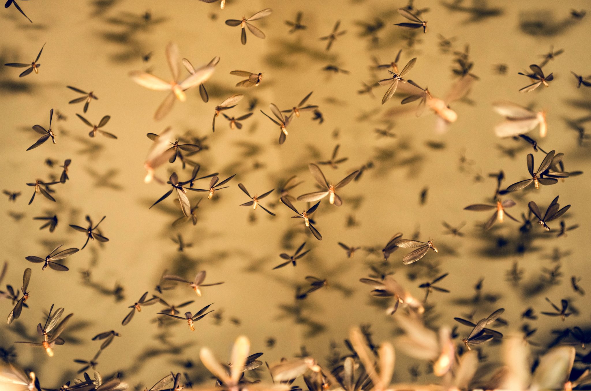 What Do Termite Swarms Mean?