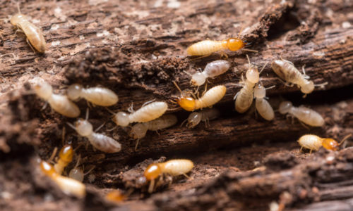 Termites