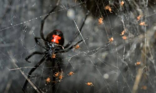 large dangerous spider and small spiders on webs in Newcastle