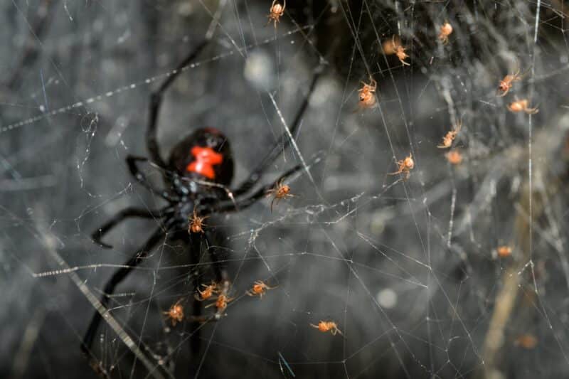 large dangerous spider and small spiders on webs in Newcastle