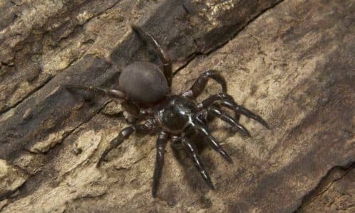 trapdoor spider crawling on rocks