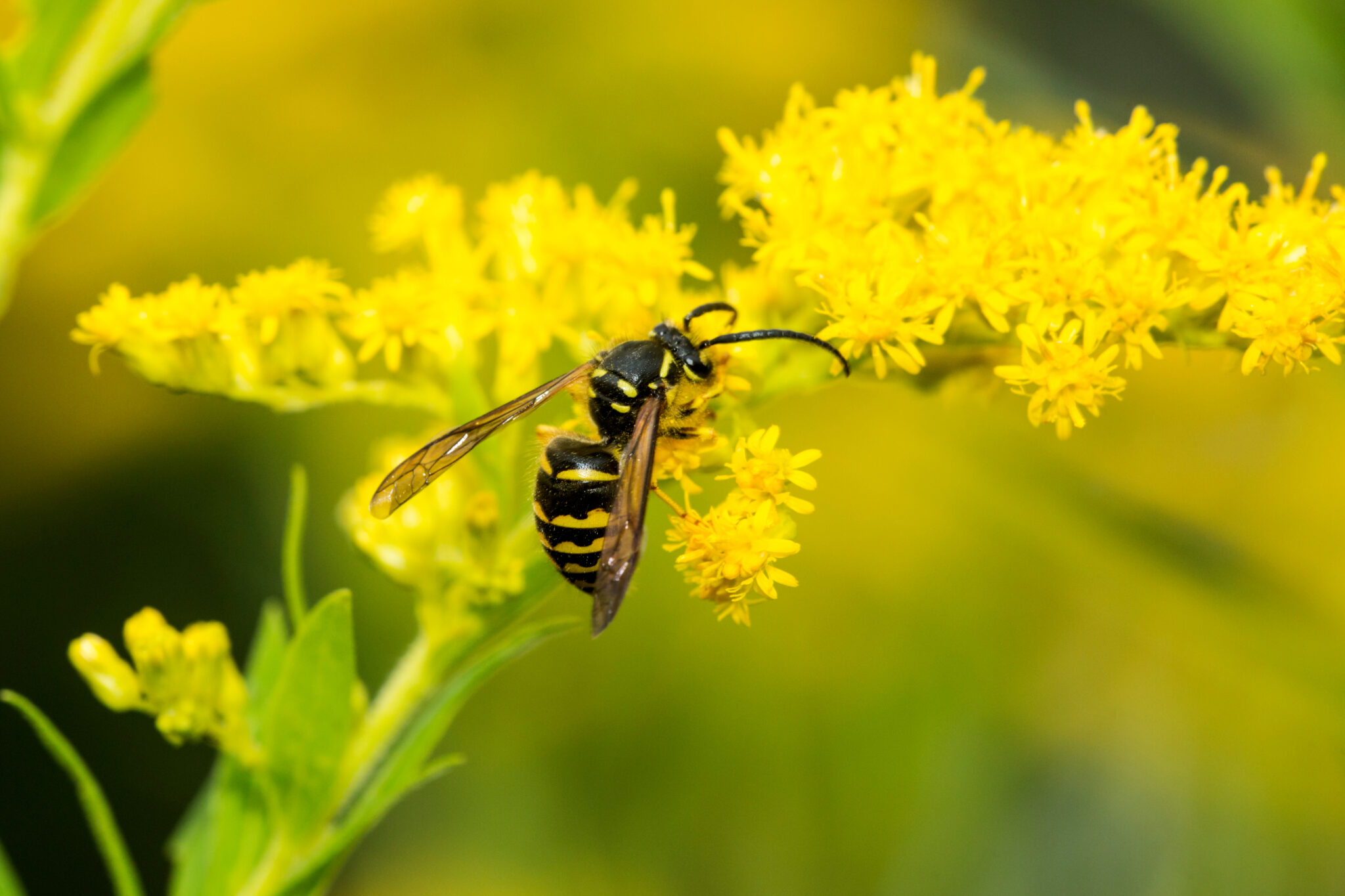 European wasp on a yellow flower