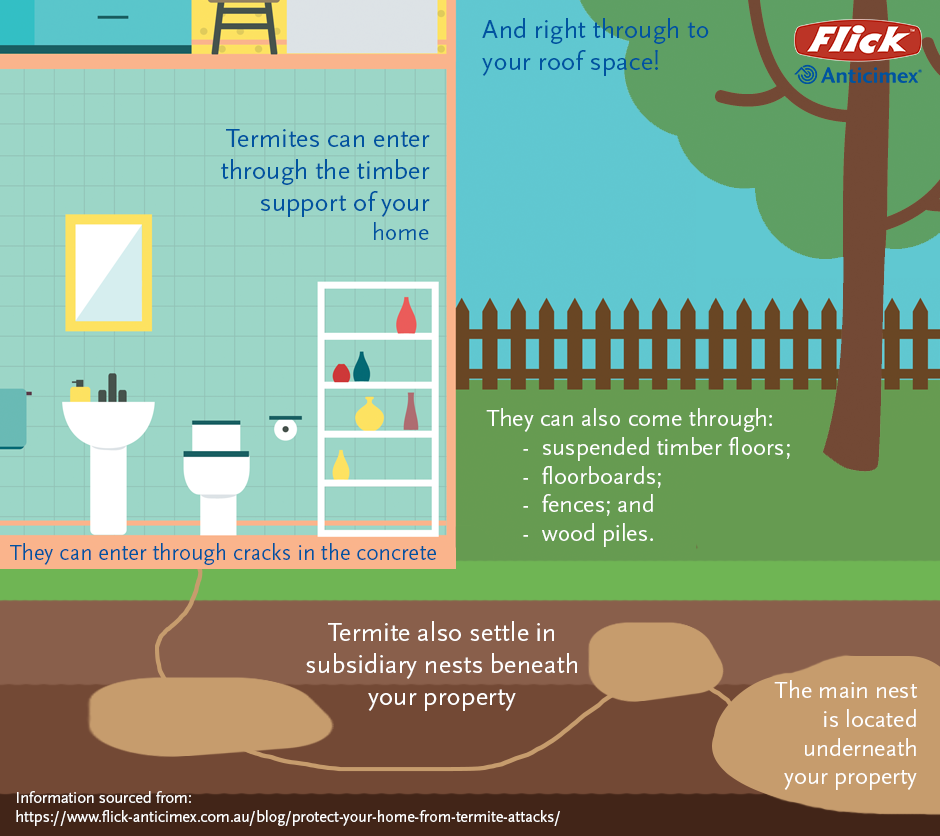 How termites find entry into your home/property