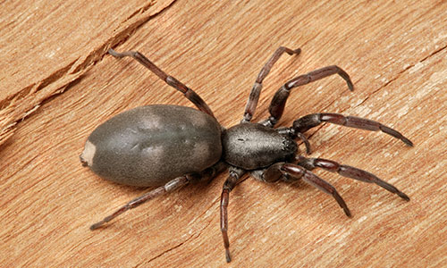 White Tail Spider Pest Control
